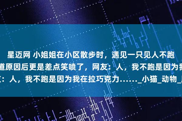 星迈网 小姐姐在小区散步时，遇见一只见人不跑的可爱流浪猫，后面知道原因后更是差点笑喷了，网友：人，我不跑是因为我在拉巧克力……_小猫_动物_脑袋